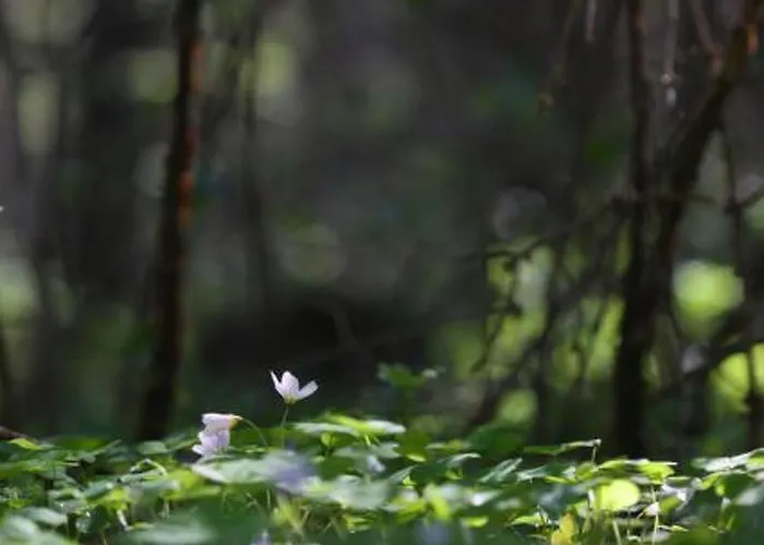 Metsaepirtti By Interhome *